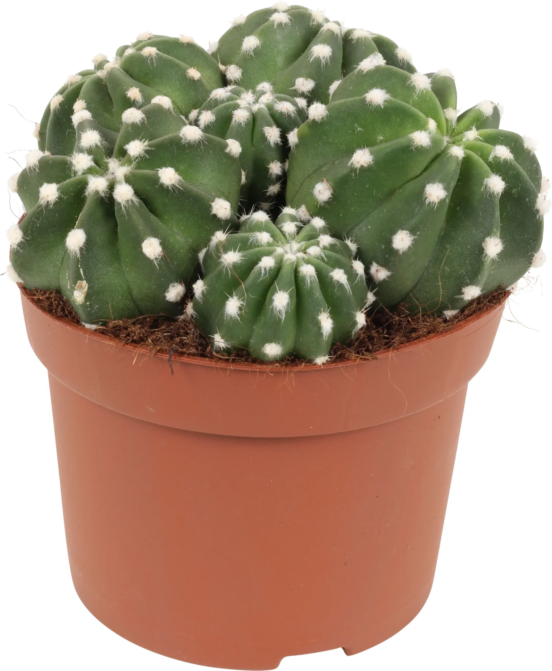 Cactus Kaktus miks Høyde 20 cm