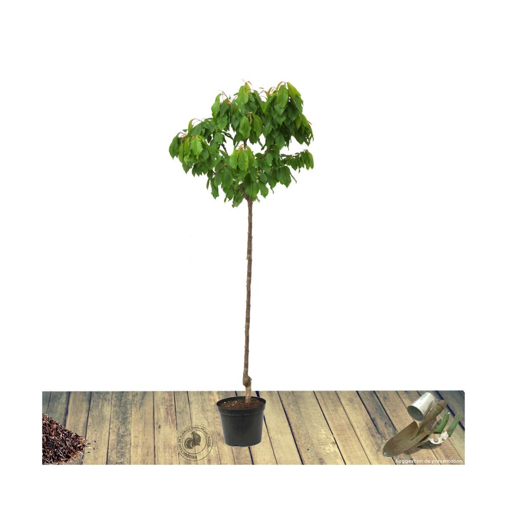 Pêcher persica j h hale/prunus persica j h hale[-]pot de 10l - gobelet 2 ans