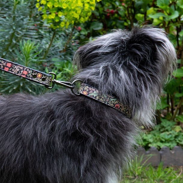 Grand collier pour chien w. Morris