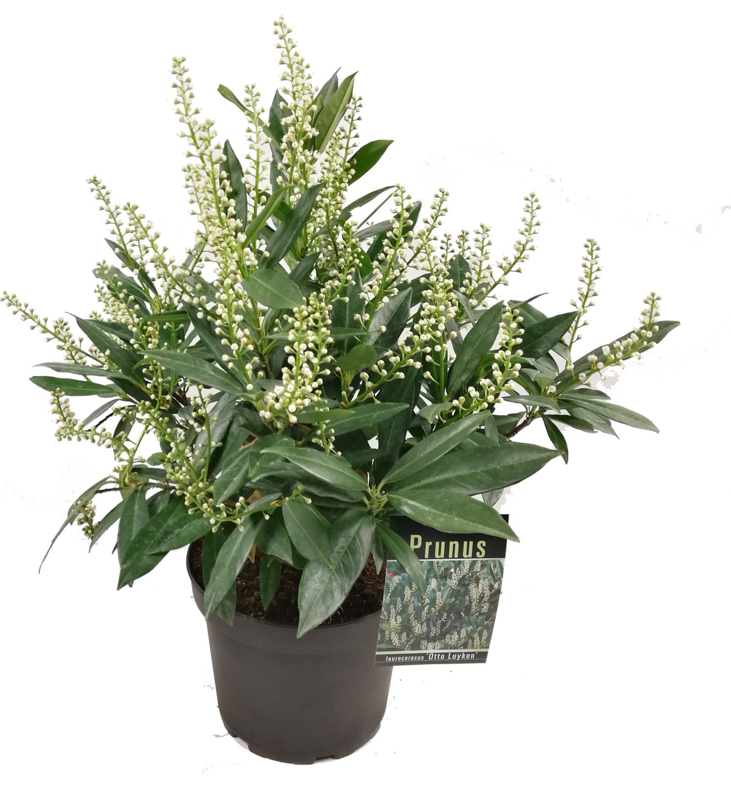 Laurierkers (Prunus laurocerasus 'Otto Luyken') D 23 H 40 cm