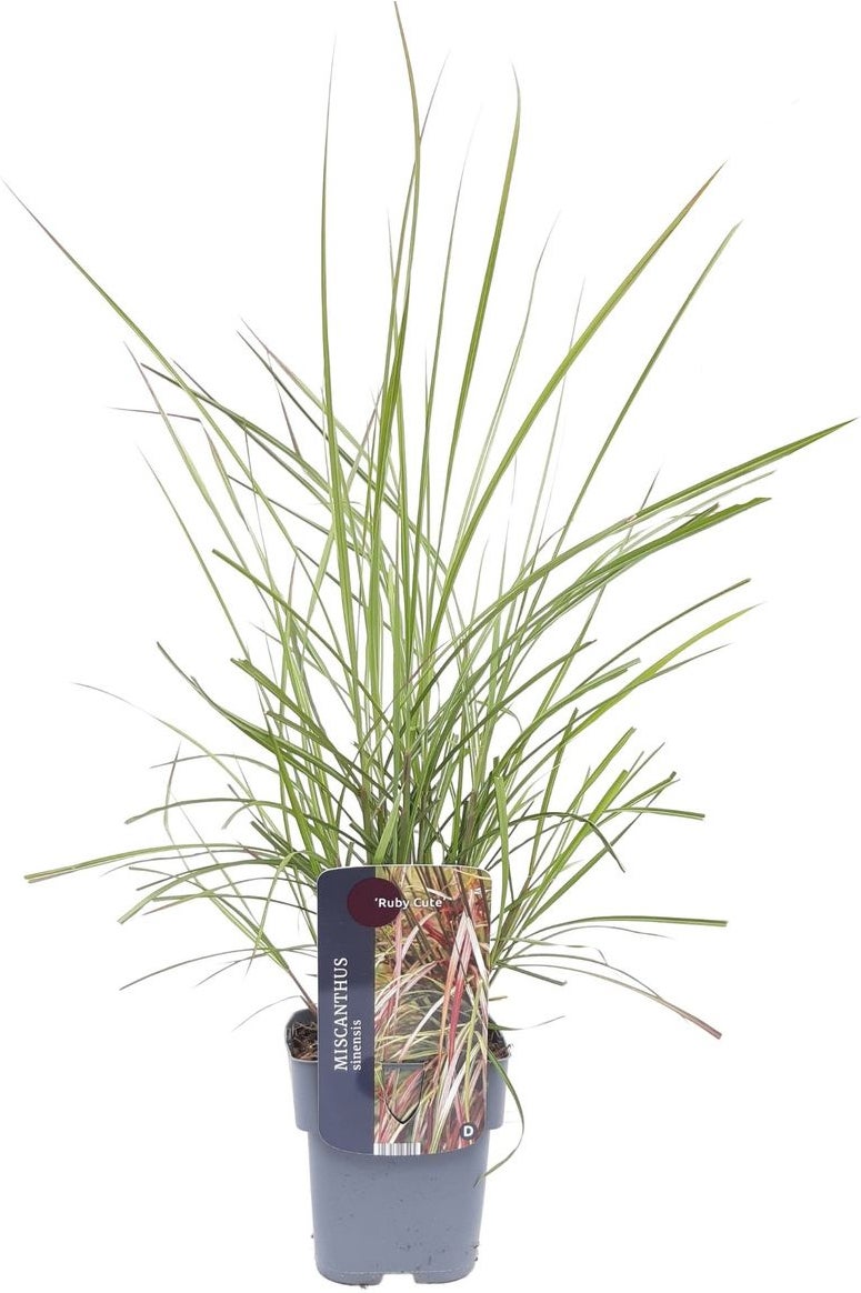 Chinees riet (Miscanthus sinensis 'Ruby Cute') D 17 H 10 cm