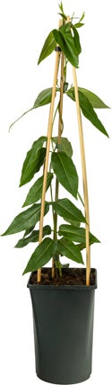 Kamperfoelie (Lonicera henryi 'Copper Beauty') D 16 H 75 cm