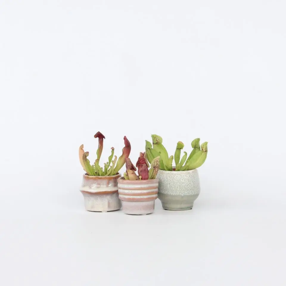 Trompetbekerplant - Set van 3 - Sarracenia purpurea - Hoogte 10cm - ⌀5,5cm