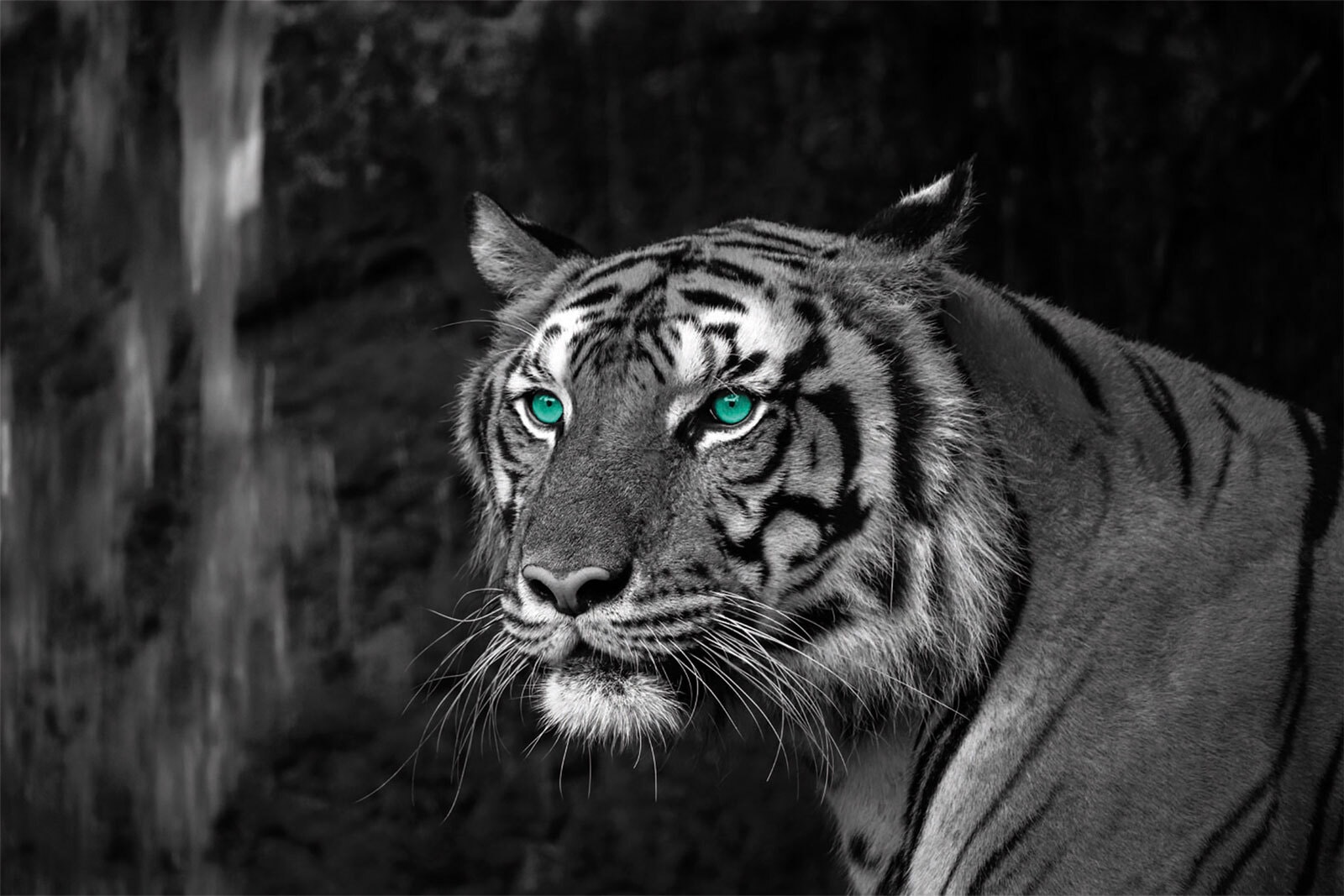 BÖNNINGHOFF Bild TIGER 90 x 60 cm
