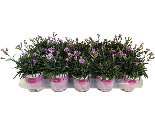 Anjer FloraSelf Dianthus caryophyllus Pink Kisses® Ø 11 cm pot