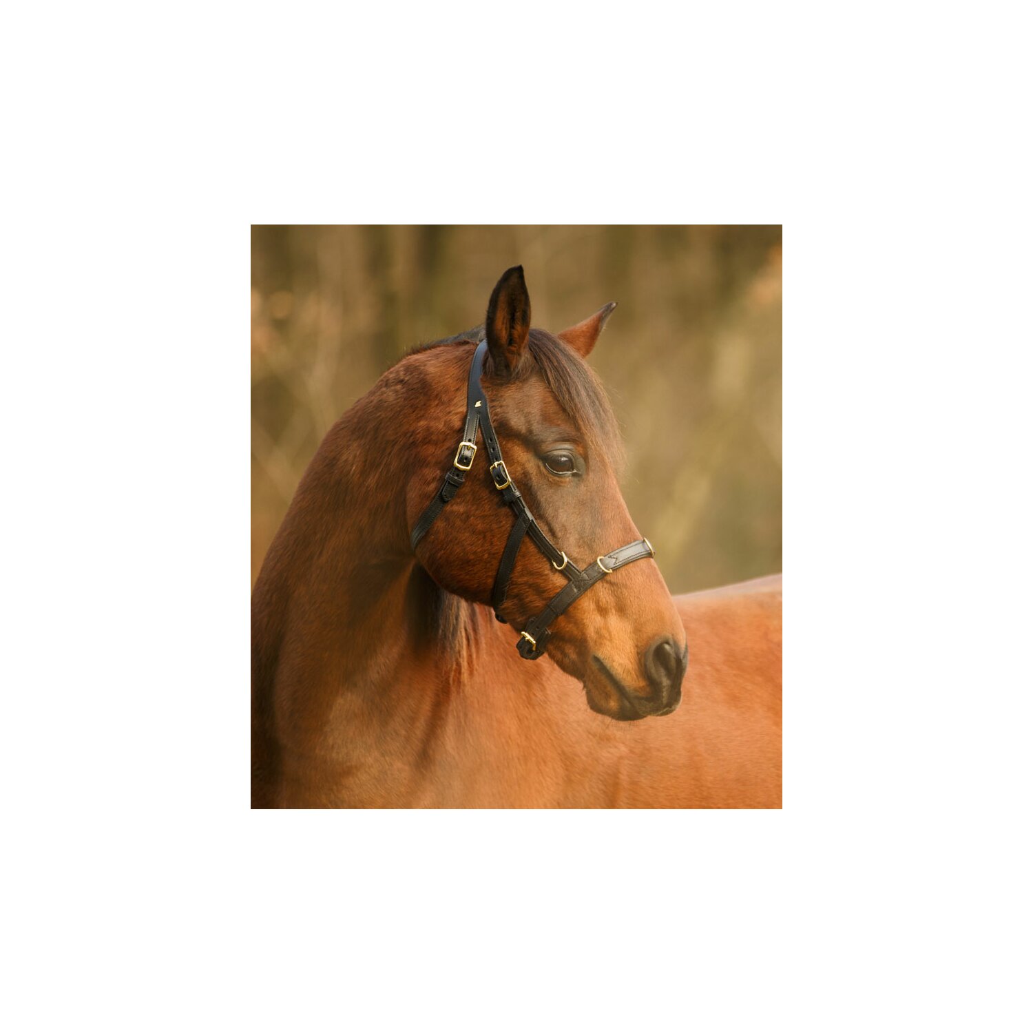 Sabro Kappzaum Light  - schwarz - Pony