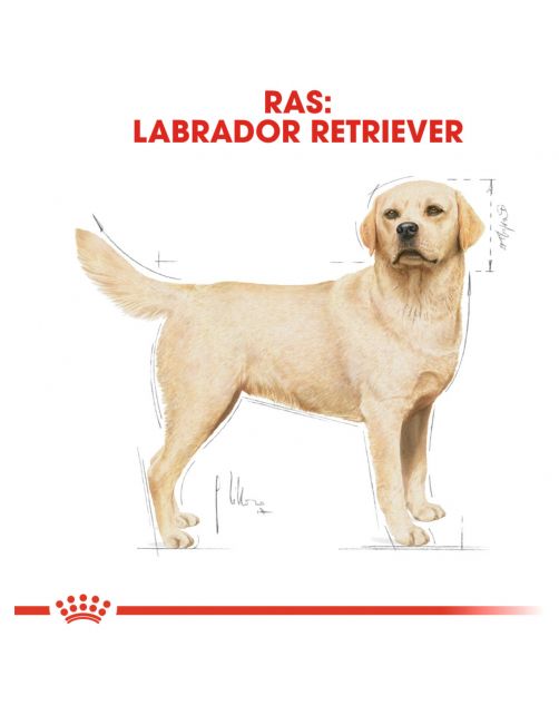 Royal Canin Labrador Retriever Adult - Hondenvoer