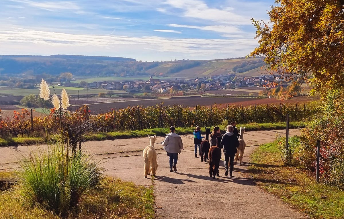 Alpaka Wanderung Dipbach