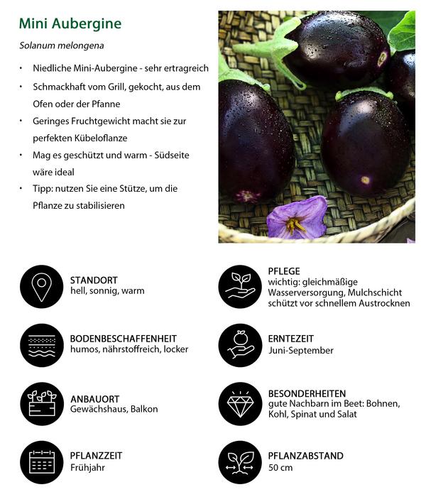 Mini Aubergine