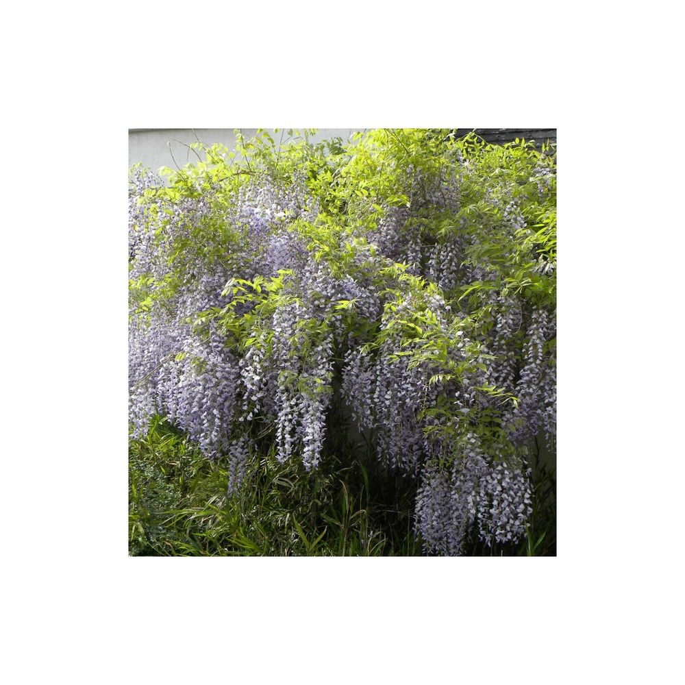 Glycine du japon floribunda/wisteria floribunda[-]pot de 1,5l - tuteur bambou 30/60 cm