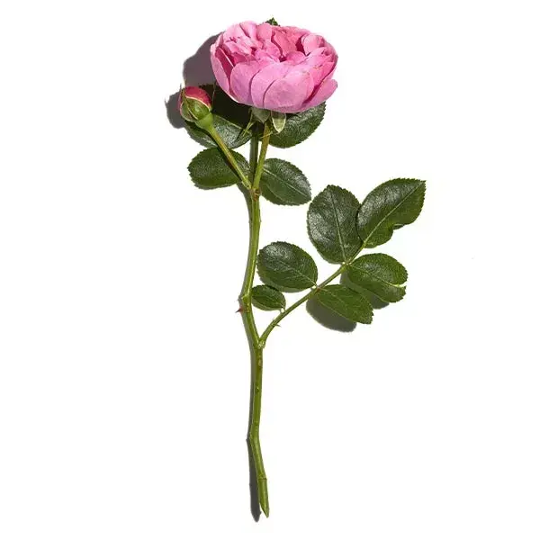 Sanoflore Rosa Fresca Crème Riche 40ml