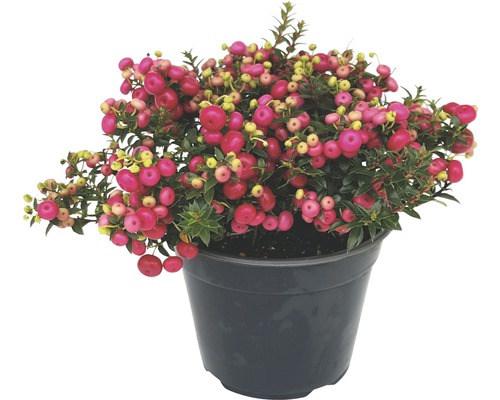 Turfmirte FloraSelf Gaultheria mucronata H 15-30 cm Co 1,2 L rood