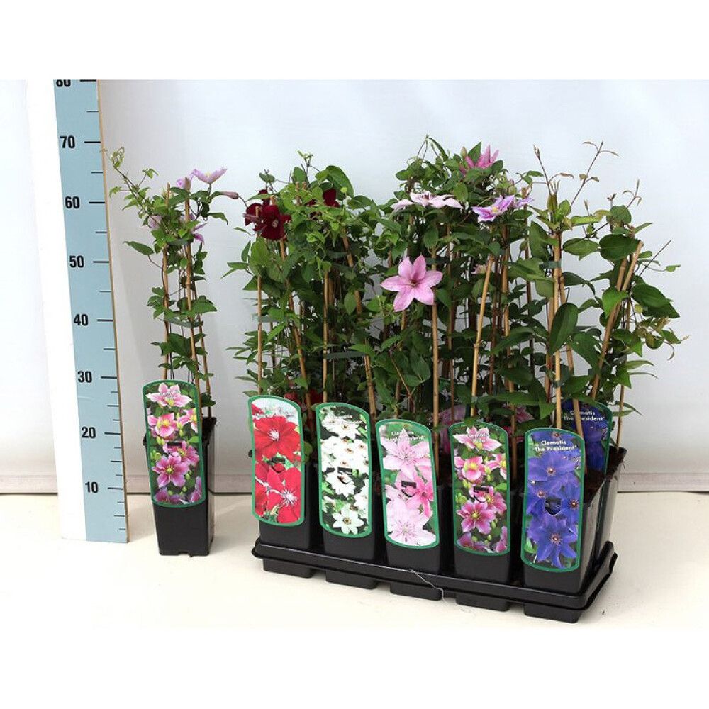 KLEMATIS I ULIKE FARGER 14CM