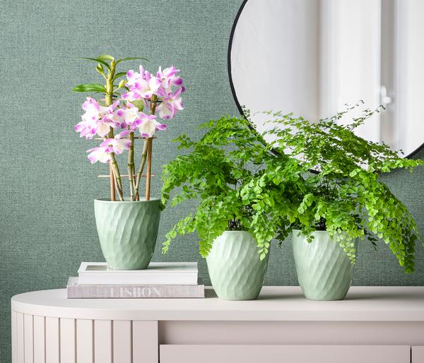 Frauenhaarfarn - Adiantum raddianum