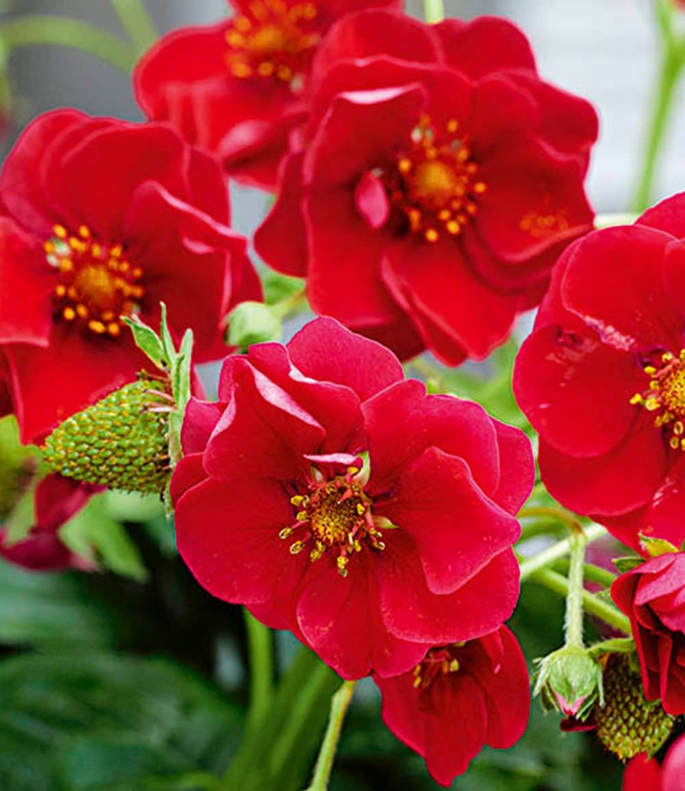 Erdbeere 'Summer Breeze Rose'