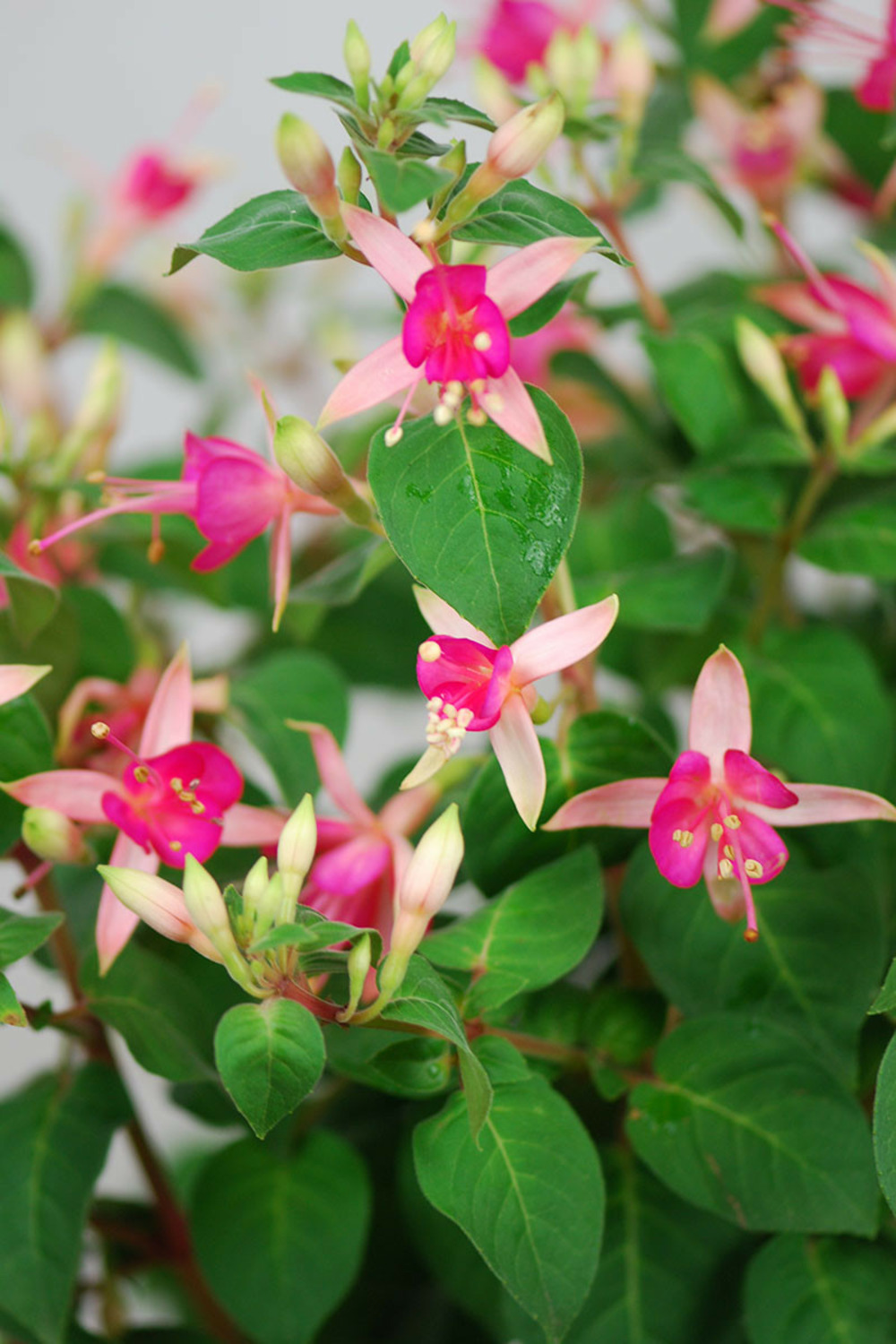 Fuchsia 'walz jubelteen' - 3l