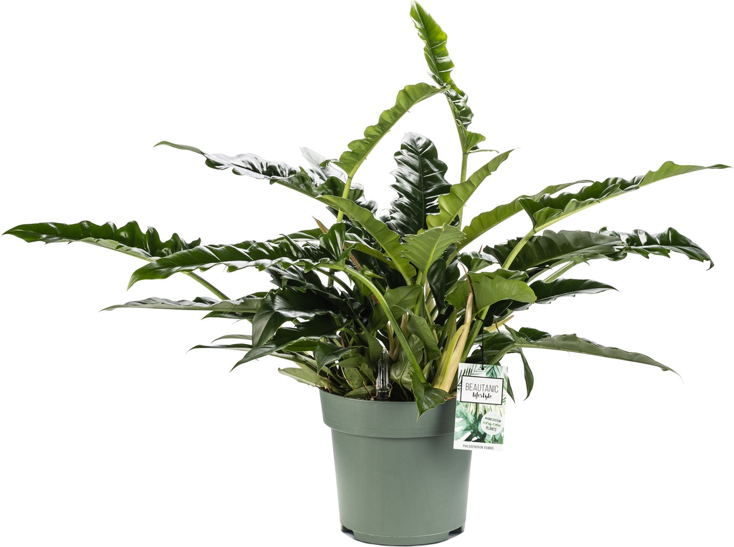 Philodendron (Philodendron 'Rambo') D 27 H 65 cm