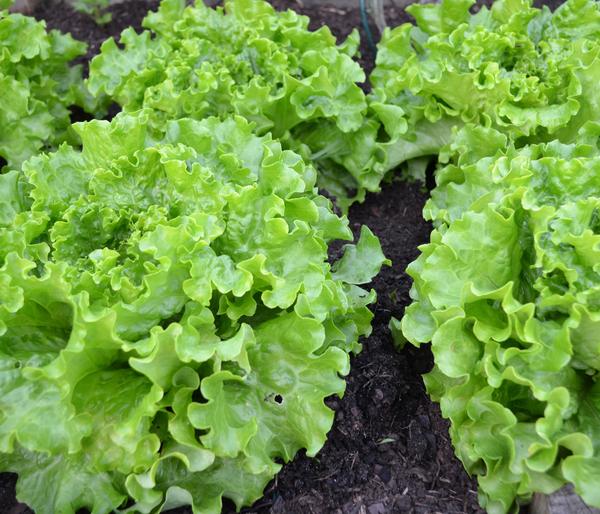 Bio Pflücksalat, 6er Schale