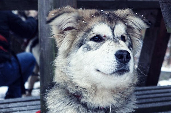 Schlittenhundetrekking Rüthen