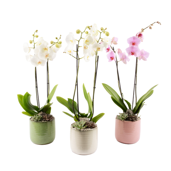 Compo Orchidée phalaenopsis et echeveria, cache-pot D21cm