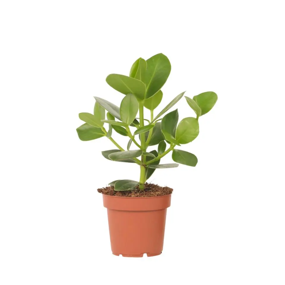 Varkensboom - Clusia rosea 'Princess' - Hoogte 25-35cm - ⌀12cm