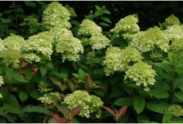 Pluimhortensia (Hydrangea paniculata 'Limelight') D 19 H 25 cm