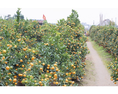 Biologische dwergperzik FloraSelf Biologische Prunus persica 'Bonanza' Stamhoogte 40 cm Totale hoogte ca. 60-80 cm CO 7,5 L zelfbestuivend