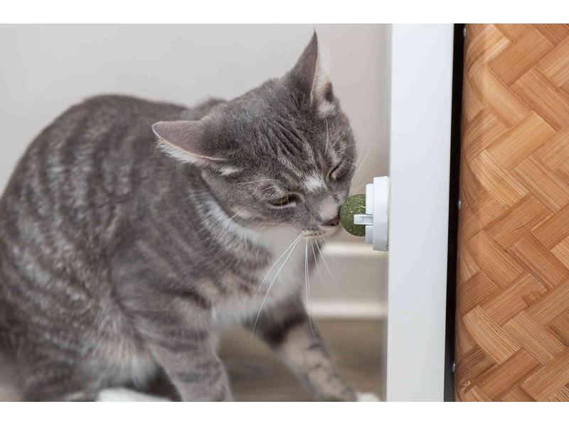 Trixie Katzenminze Ball mit Halterung, ø 5 cm Snack-Spielzeug
