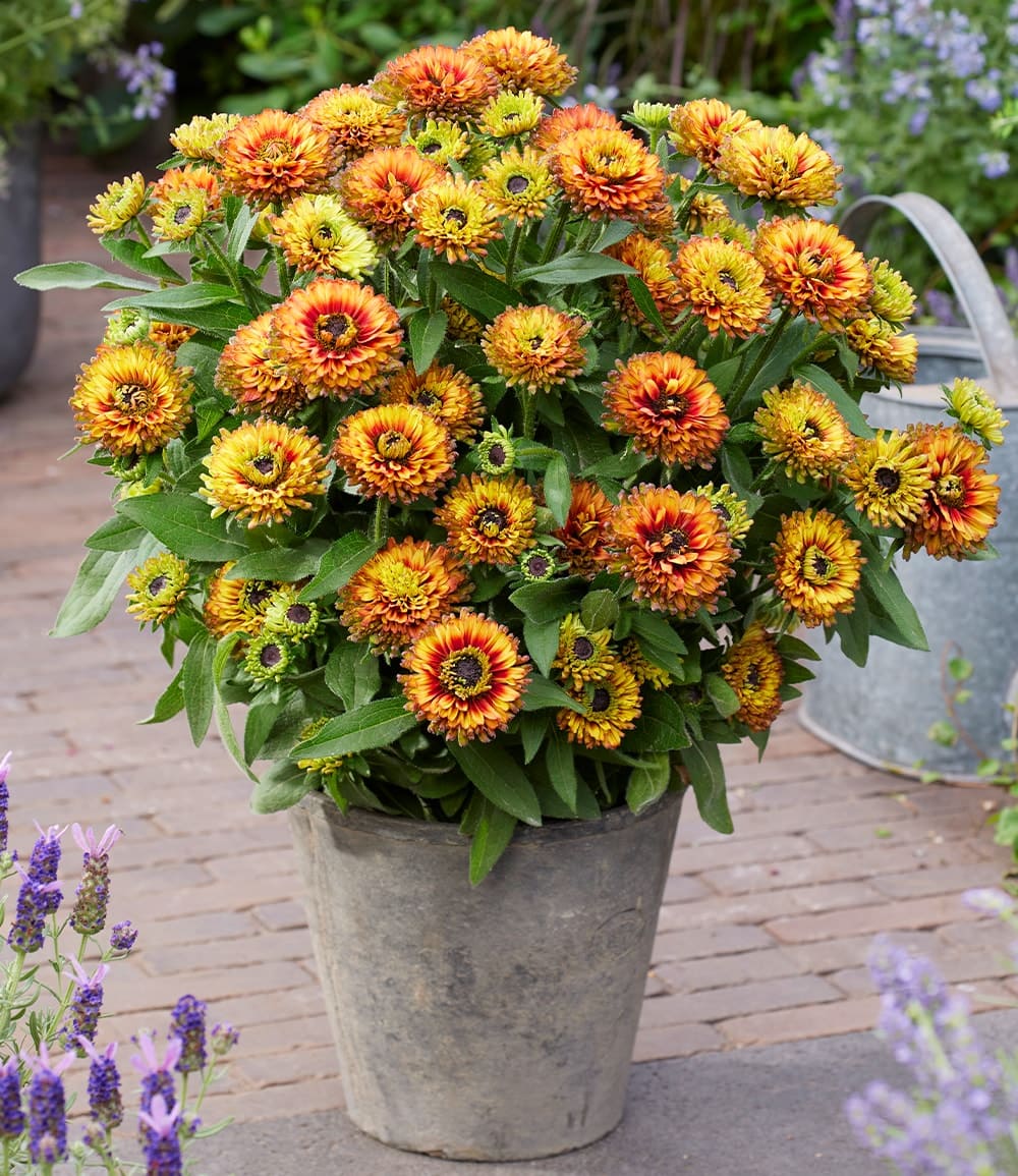 Rudbeckia 'Verzauberte Dämmerung®'