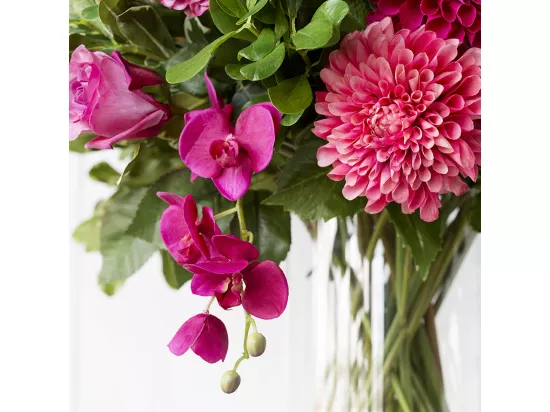 Tige d'Orchidée Phalaenopsis Forever - Fuchsia