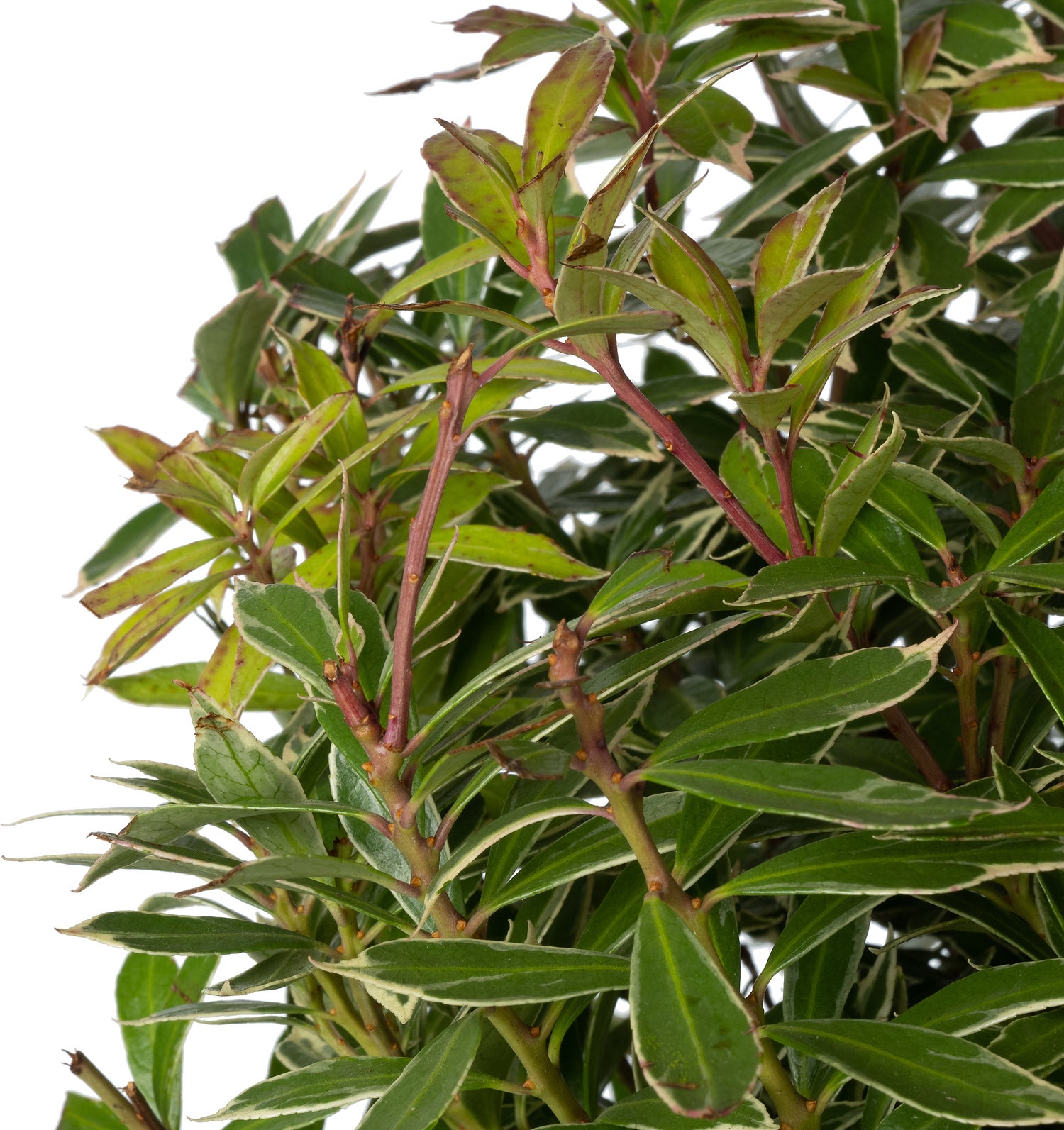 Rotsheide (Pieris japonica 'Little Heath') D 17 H 25 cm