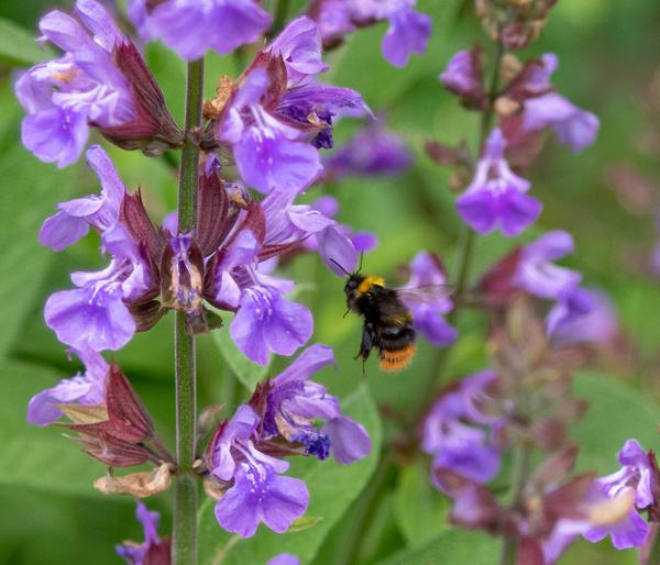 Bio Gartensalbei