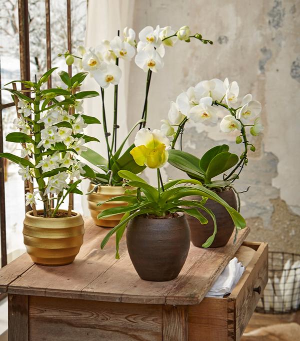 Trauben-Orchidee - Dendrobium nobile