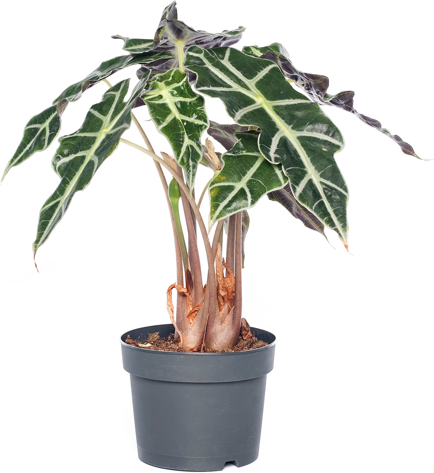 Skeletplant (Alocasia 'Polly') D 17 H 55 cm
