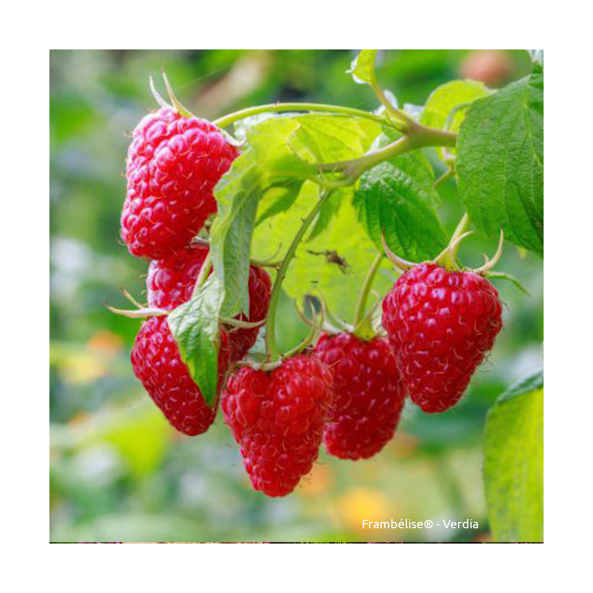 Framboisier idaeus frambélise®/rubus idaeus frambélise®[-]pot de 3l - 20/40 cm