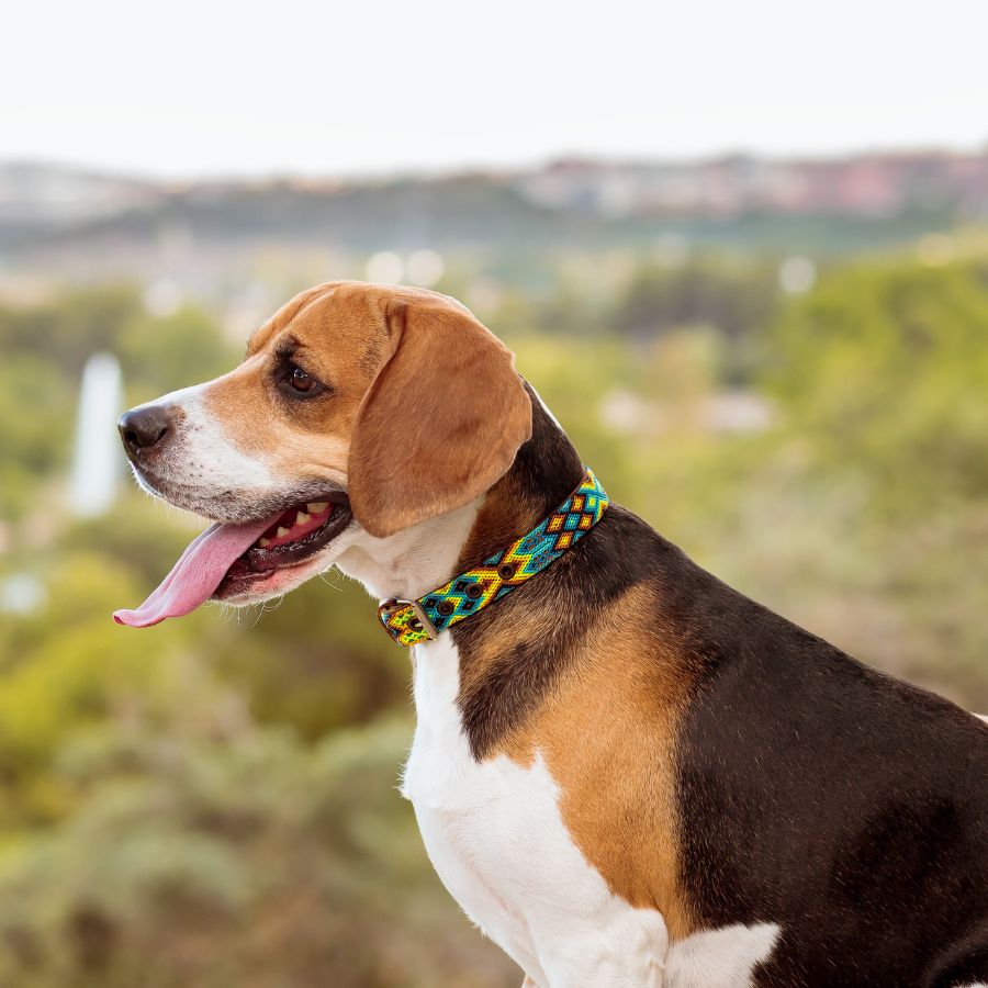 Coleira de couro artesanal para cães, tamanho M.