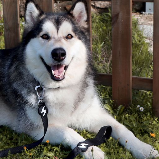 Guia de nylon preta para cães