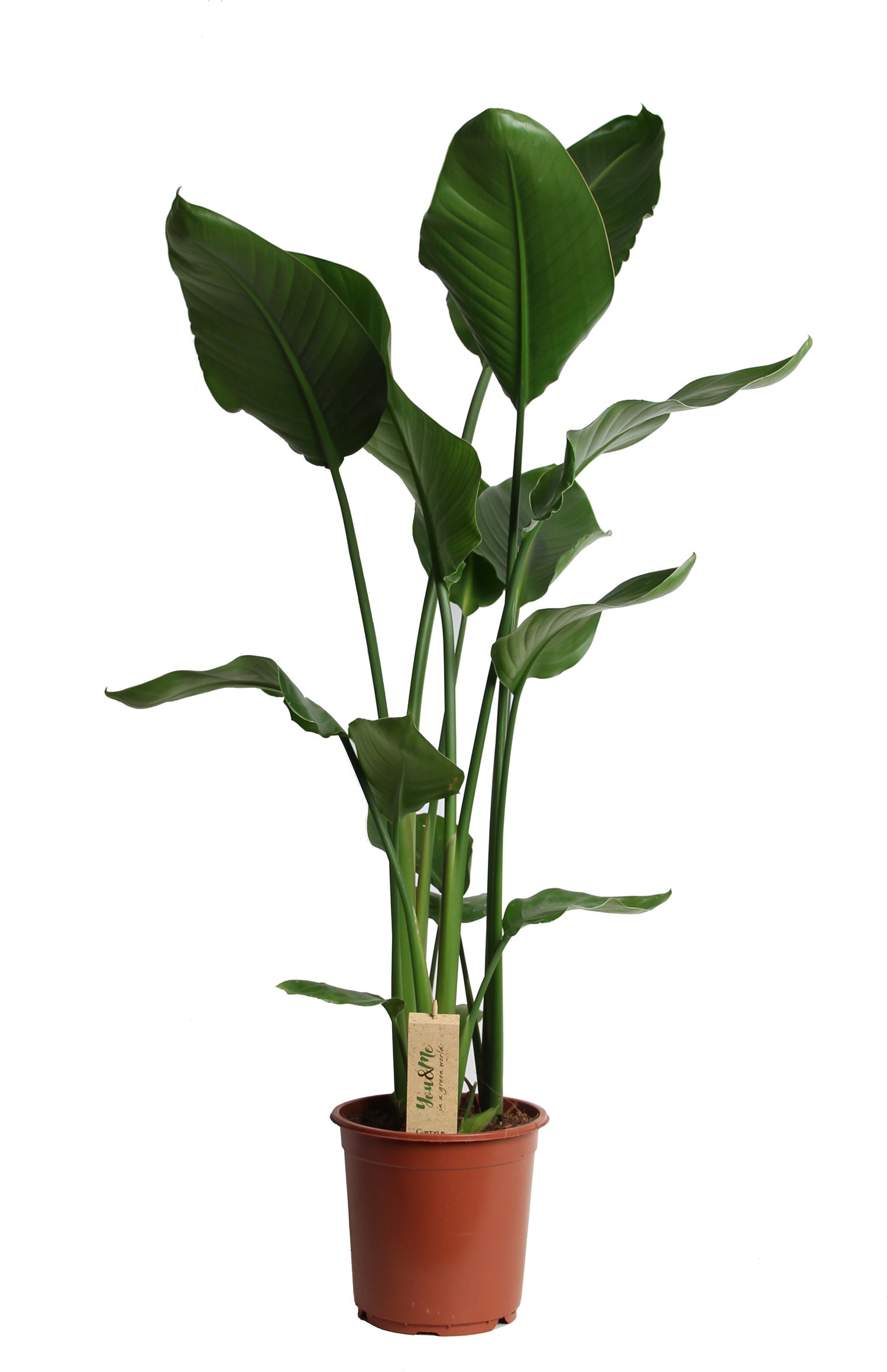 Paradijsvogelplant (Strelitzia nicolai) D 36 H 180 cm