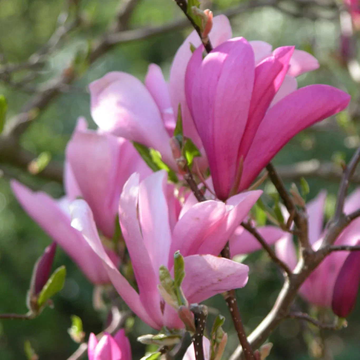 Magnolia (Liliiflora Group) 'Susan' Magnolia 'Susan' Ø19 cm