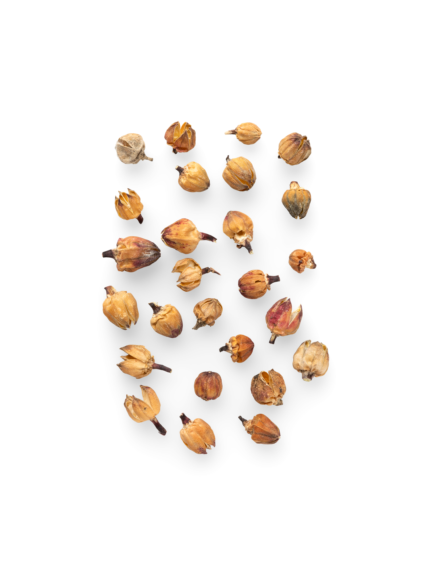 Dekorative blomsterhoveder | 20 g.  | Rose