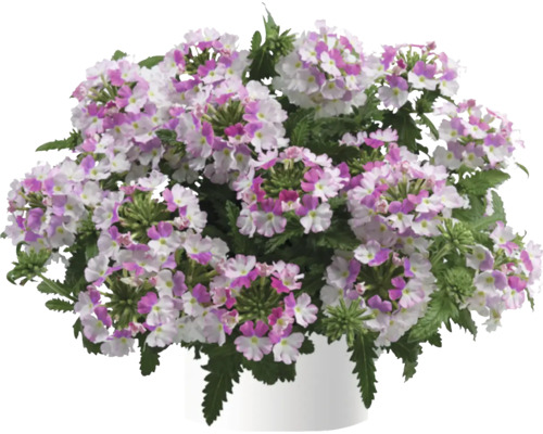 Verbena, Vervain FloraSelf Verbena Vanessa™ Serie 'Compact Bicolour Rose' Ø 12 cm pot
