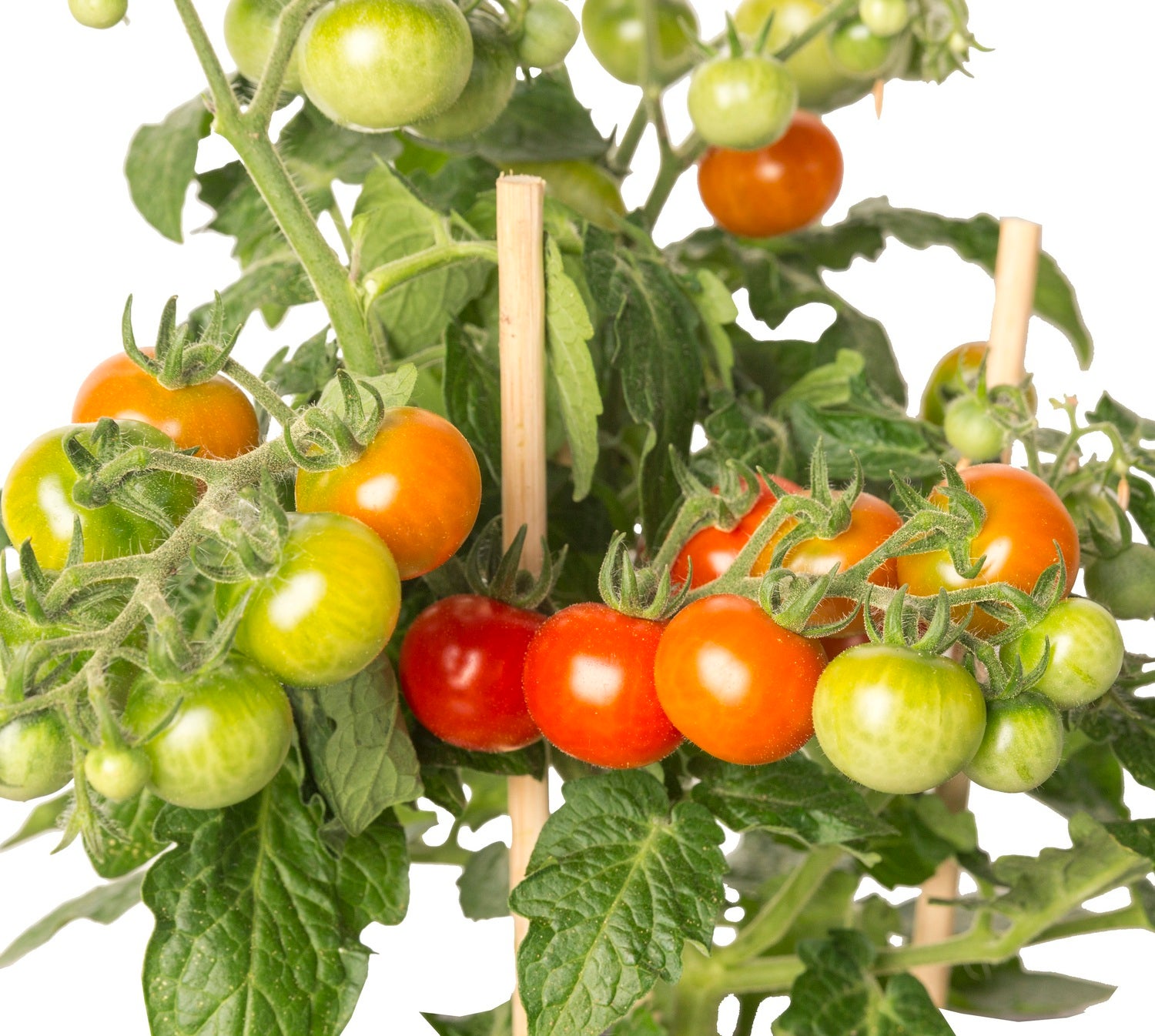 Pick-&-Joy Pluktomaatje rood (Solanum lycopersicum) D 14 H 40 cm