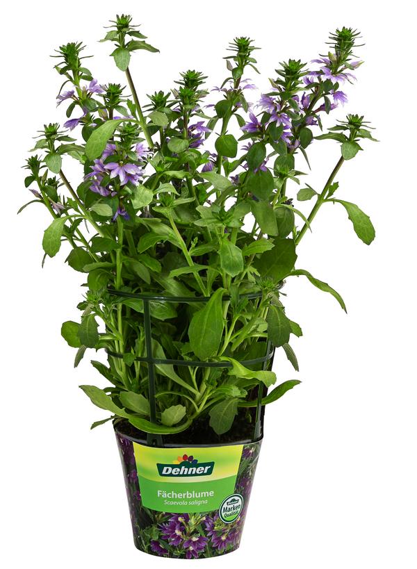 Fächerblume