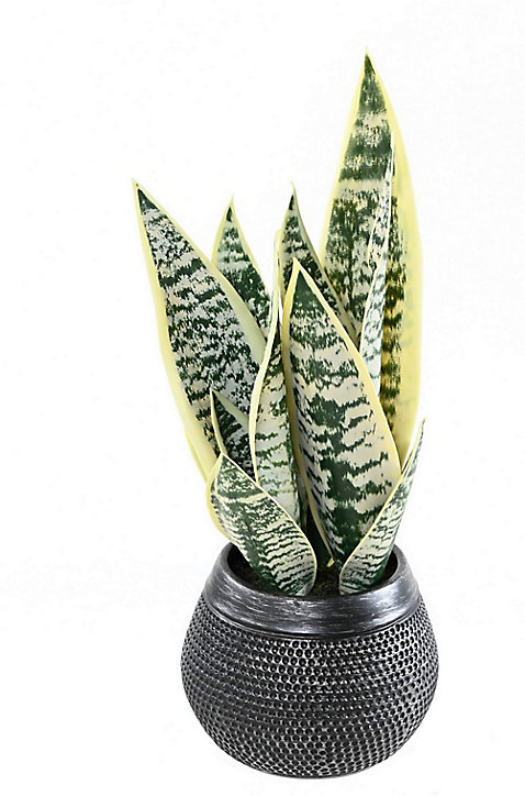Sansevieria artificielle h.49 cm