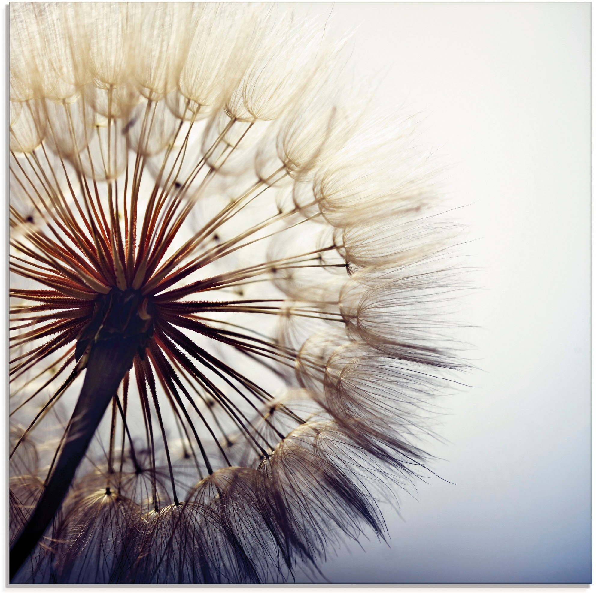 Artland Glasbild »Grosse Pusteblume« Blumen 1 Stk. tlg. in verschiedenen Grössen