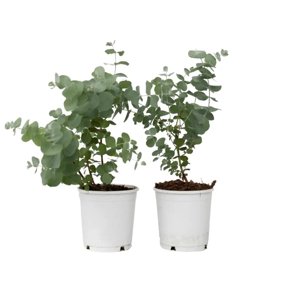Gomboom - Set van 2 - Eucalyptus 'Pulverulenta' - Hoogte 25-40cm - ⌀13cm