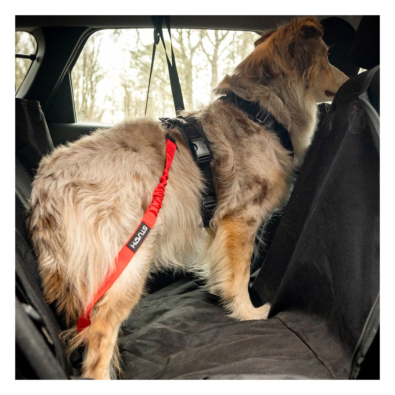 STUCH Universeller Bungee Autogurt für Hunde & Katzen türkis