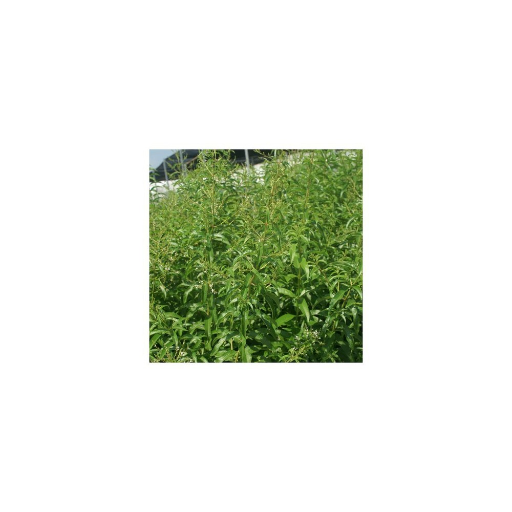 Verveine citronnelle/aloysia triphylla[-]godet - 5/20 cm