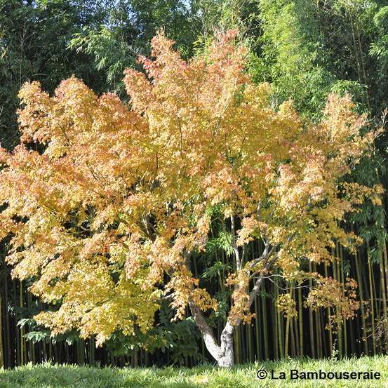 Acer Palmatum Katsura : C7L h.60/80cm