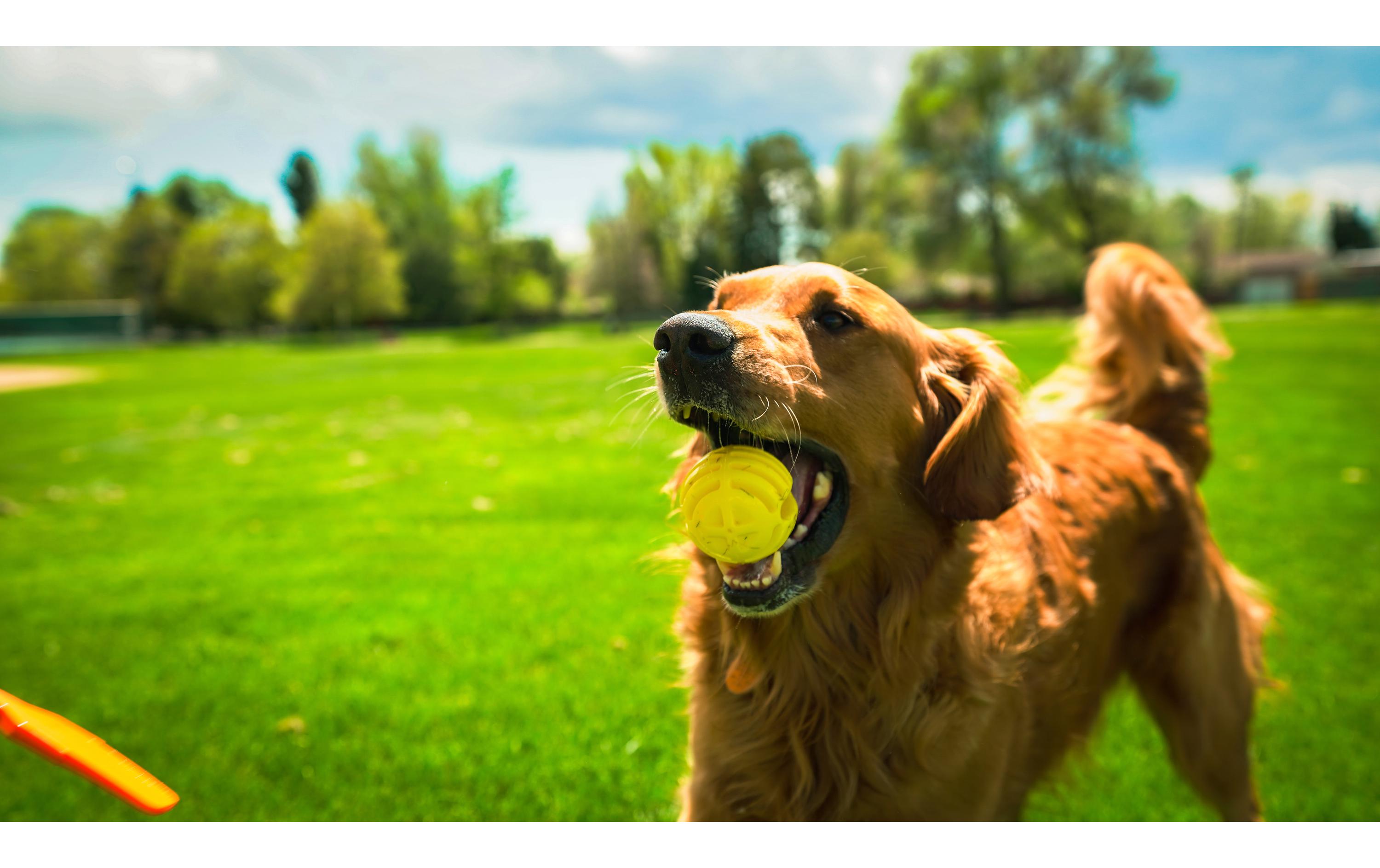 Hunde-Spielzeug Flingerz Ball mit Launcher, Orange/GelbWurf-Hundespielzeug